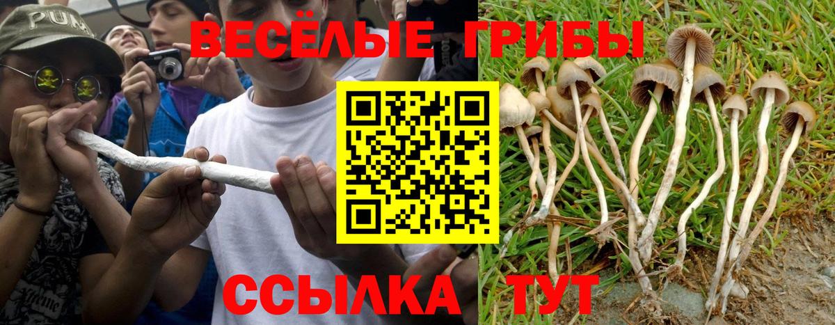 Галлюциногенные грибы ЛСД Елец